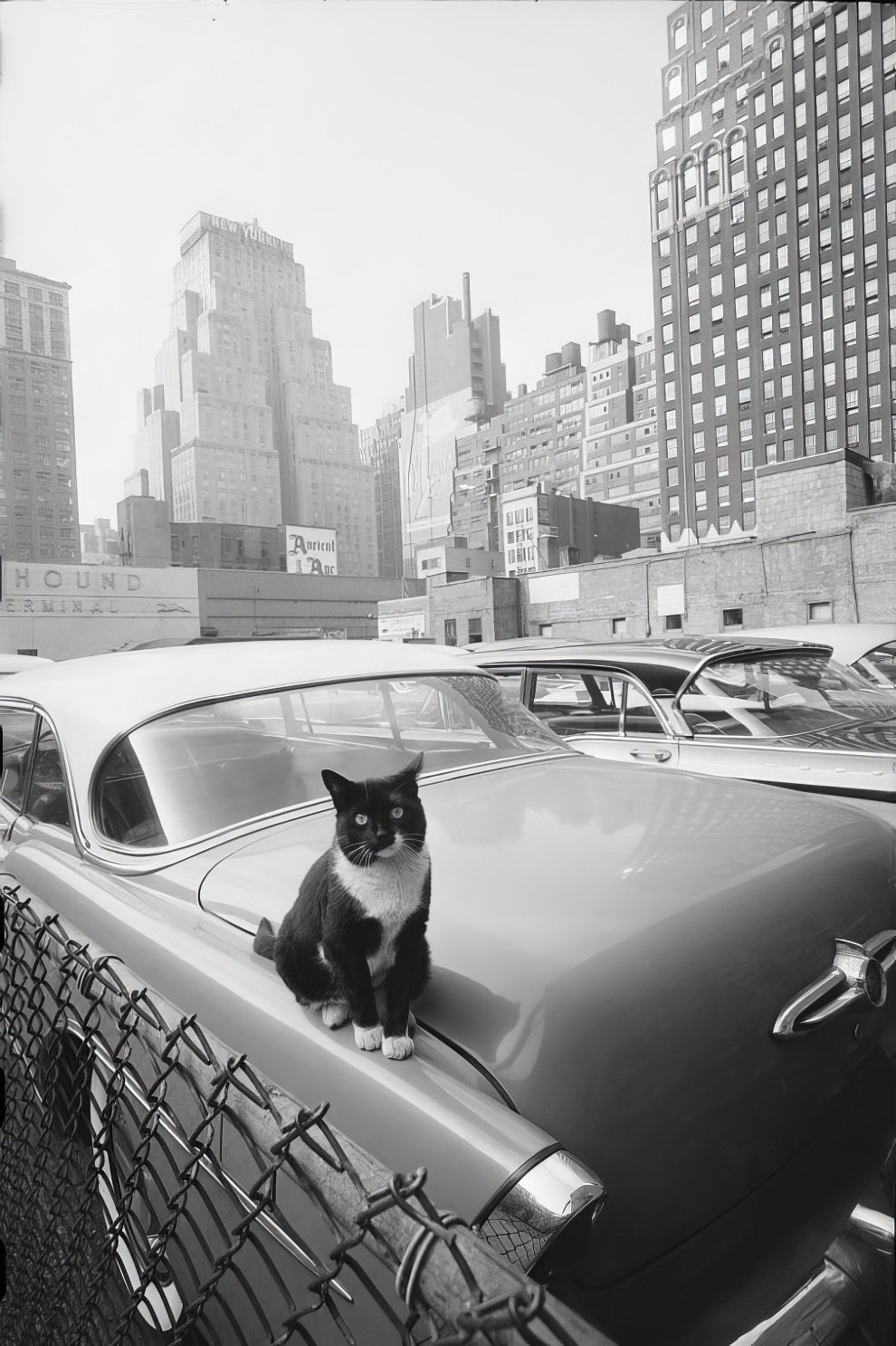 new-york-city-1950s-anthony-angel-12-