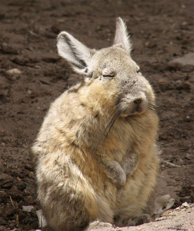 Viscacha is a South American rodent that looks very un-amused and tired.