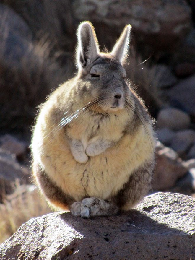 Viscacha is a South American rodent that looks very un-amused and tired.