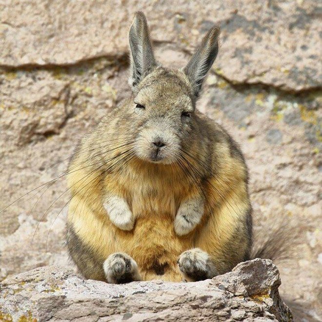 Viscacha is a South American rodent that looks very un-amused and tired.