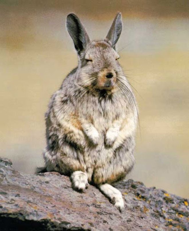 Viscacha is a South American rodent that looks very un-amused and tired.