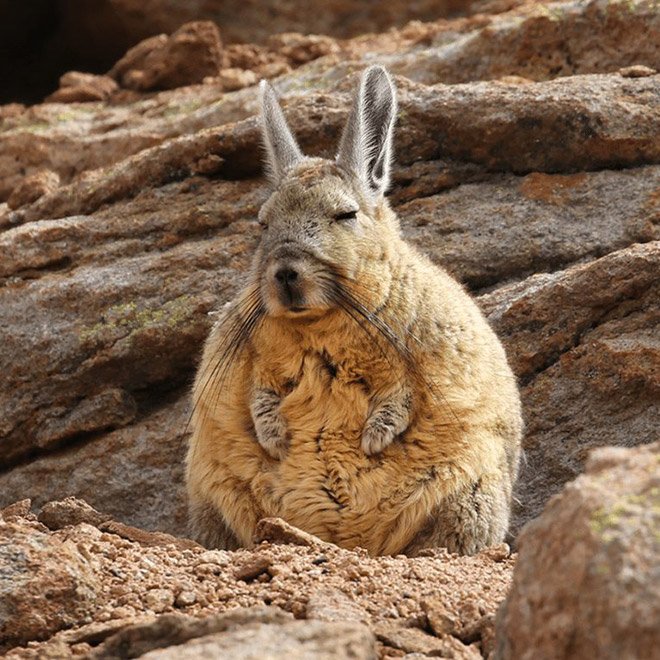 Viscacha is a South American rodent that looks very un-amused and tired.