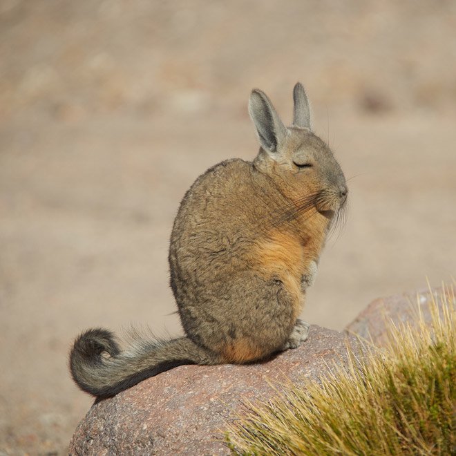 Viscacha is a South American rodent that looks very un-amused and tired.