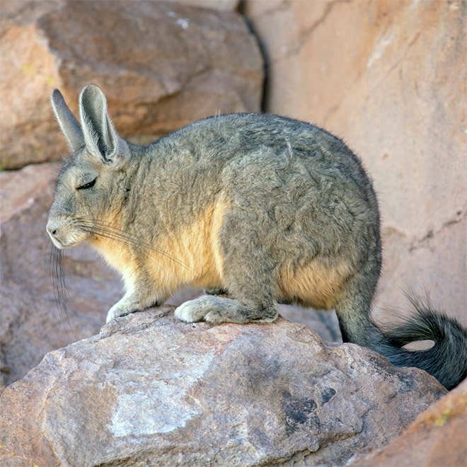 Viscacha is a South American rodent that looks very un-amused and tired.