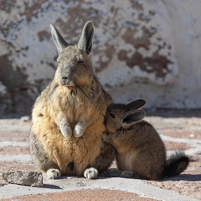 Viscacha is a South American rodent that looks very un-amused and tired.