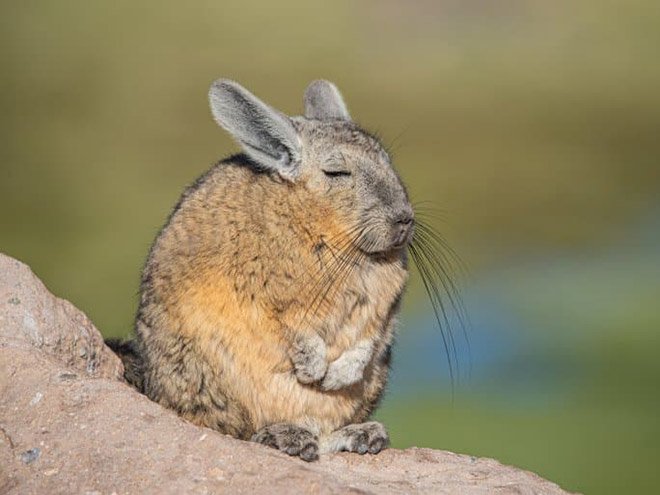 Viscacha is a South American rodent that looks very un-amused and tired.