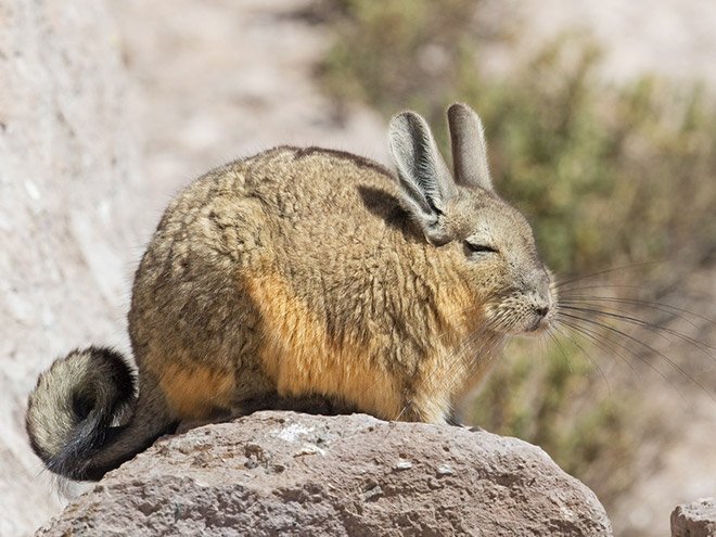 Viscacha is a South American rodent that looks very un-amused and tired.