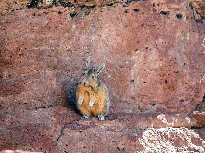 Viscacha is a South American rodent that looks very un-amused and tired.