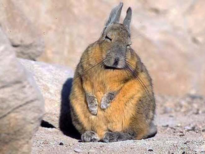 Viscacha is a South American rodent that looks very un-amused and tired.