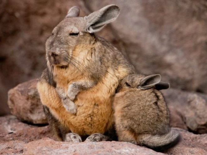 Viscacha is a South American rodent that looks very un-amused and tired.