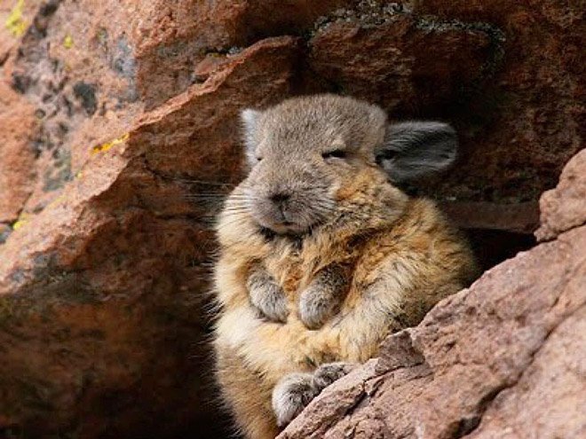 Viscacha is a South American rodent that looks very un-amused and tired.