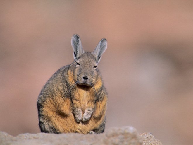 Viscacha is a South American rodent that looks very un-amused and tired.