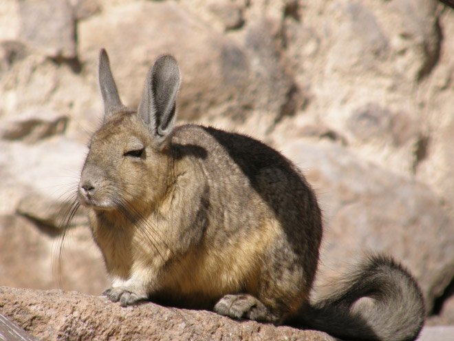 Viscacha is a South American rodent that looks very un-amused and tired.