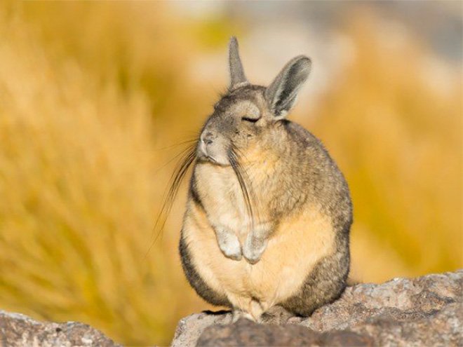 Viscacha is a South American rodent that looks very un-amused and tired.