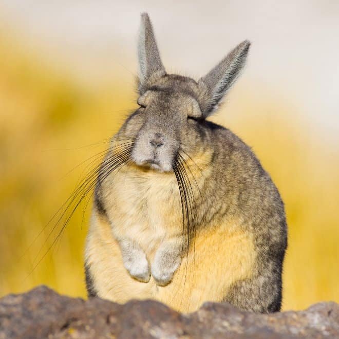 Viscacha is a South American rodent that looks very un-amused and tired.