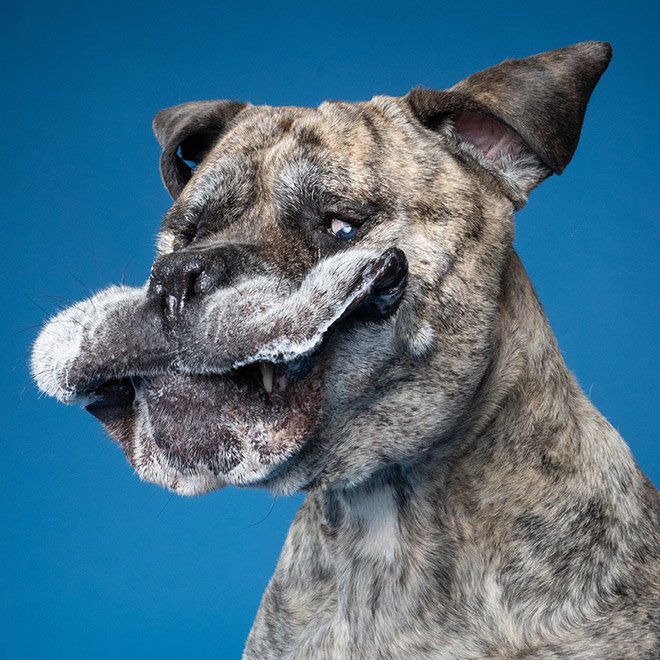 Dog portrait photo by Kevin Sarasom.