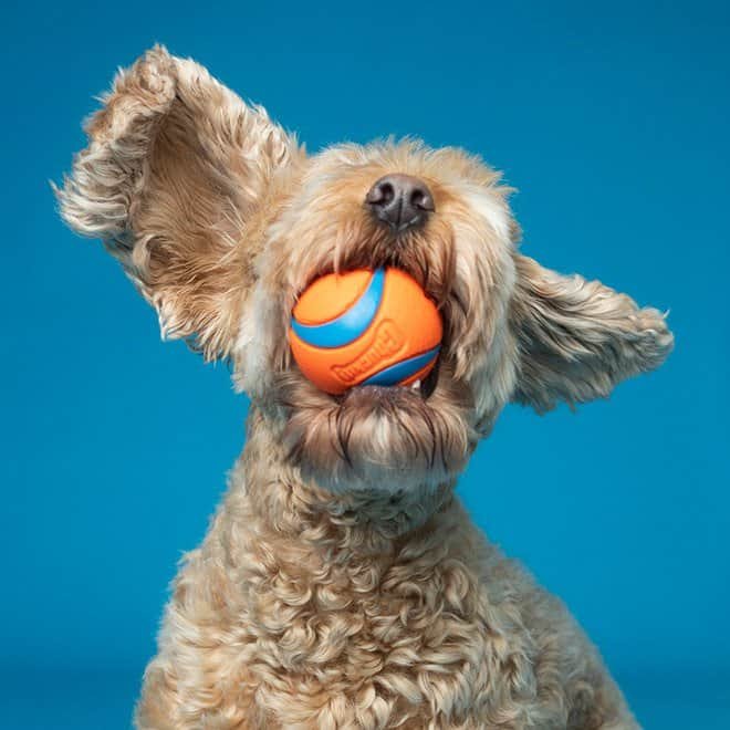 Dog portrait photo by Kevin Sarasom.