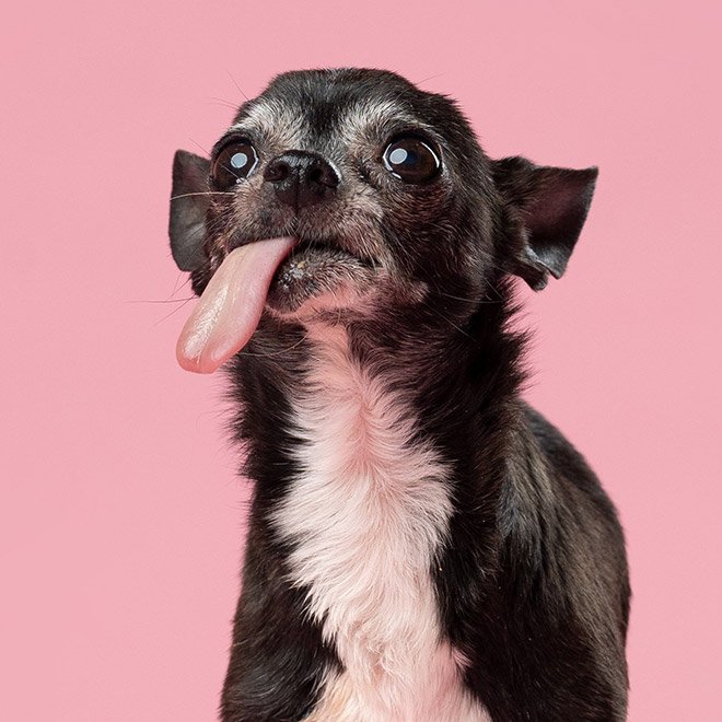 Dog portrait photo by Kevin Sarasom.