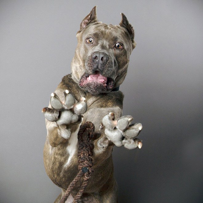 Dog portrait photo by Kevin Sarasom.