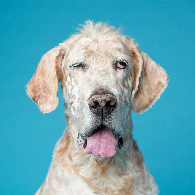 Dog portrait photo by Kevin Sarasom.