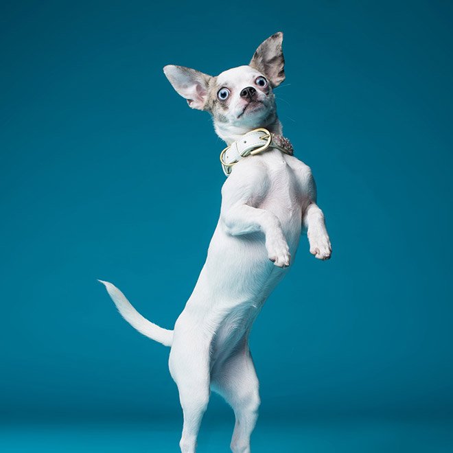 Dog portrait photo by Kevin Sarasom.