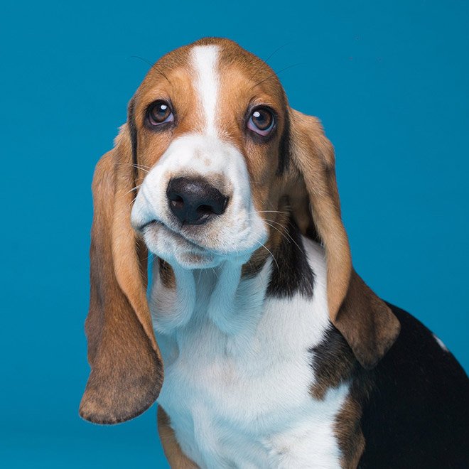 Dog portrait photo by Kevin Sarasom.