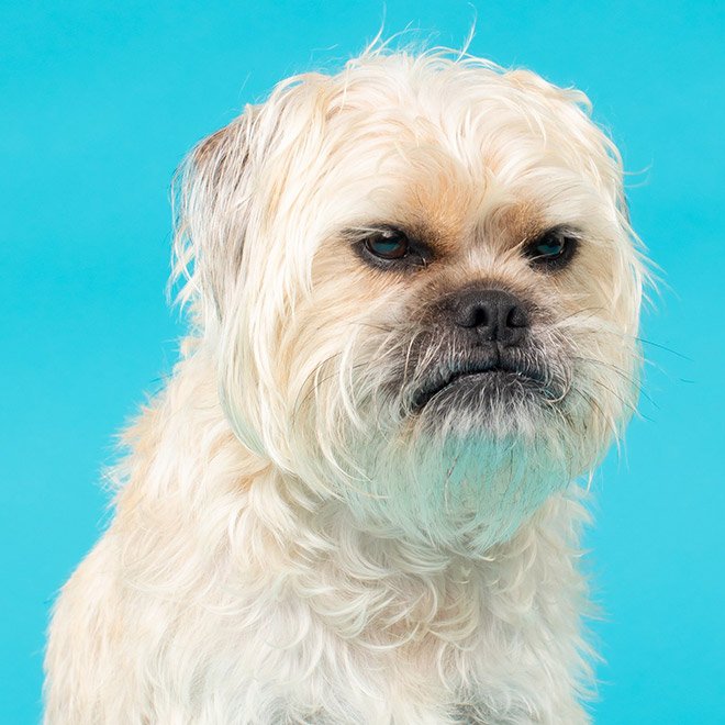 Dog portrait photo by Kevin Sarasom.