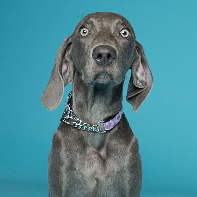 Dog portrait photo by Kevin Sarasom.