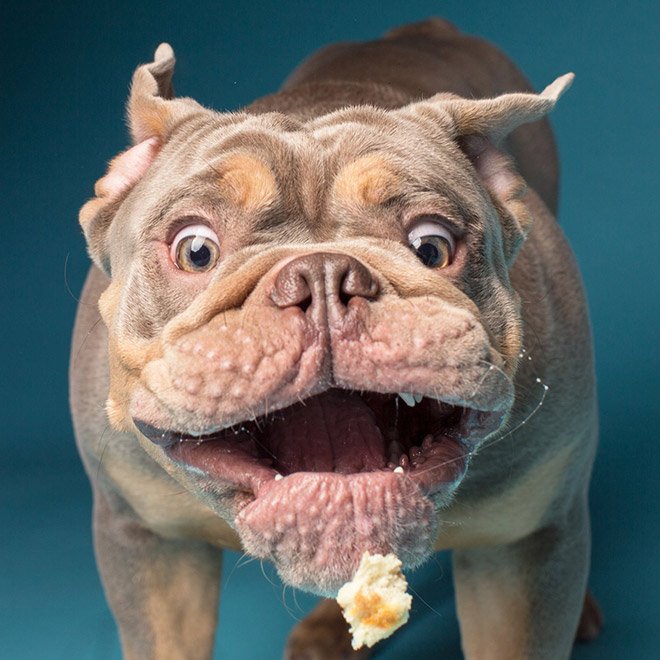 Dog portrait photo by Kevin Sarasom.