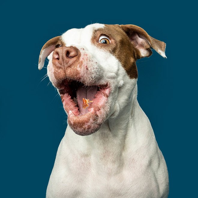 Dog portrait photo by Kevin Sarasom.