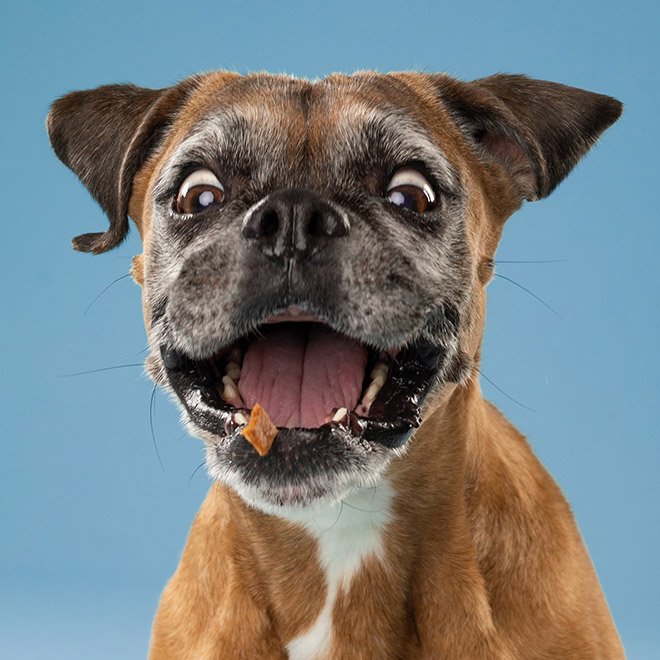 Dog portrait photo by Kevin Sarasom.