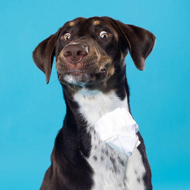 Dog portrait photo by Kevin Sarasom.