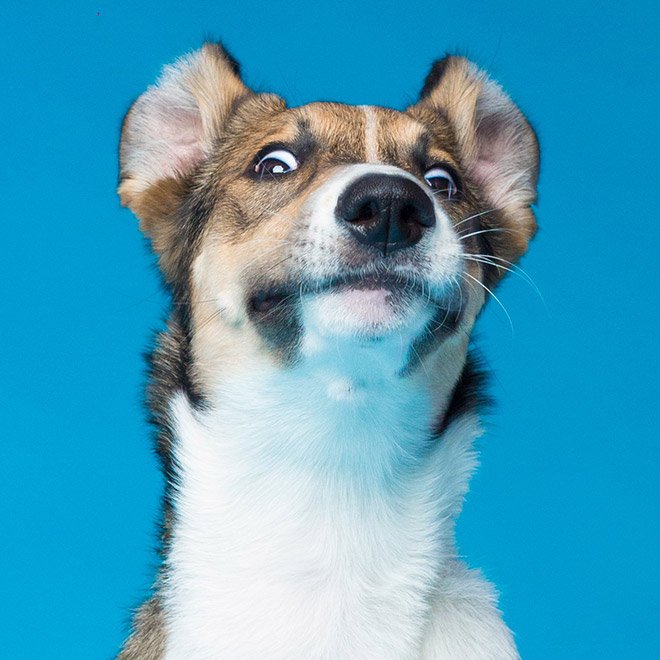 Dog portrait photo by Kevin Sarasom.