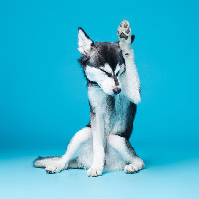 Dog portrait photo by Kevin Sarasom.