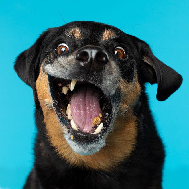 Dog portrait photo by Kevin Sarasom.