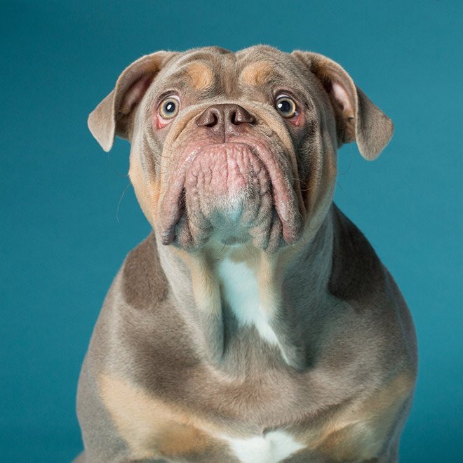 Dog portrait photo by Kevin Sarasom.