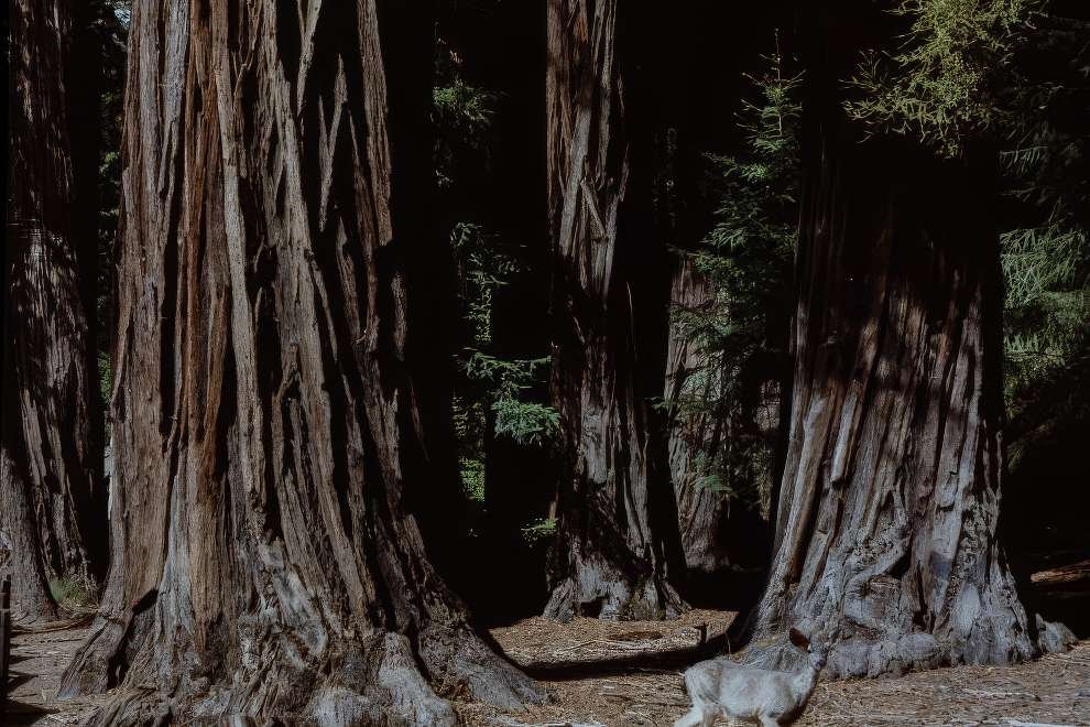 Yosemite National Park 1960s 3 