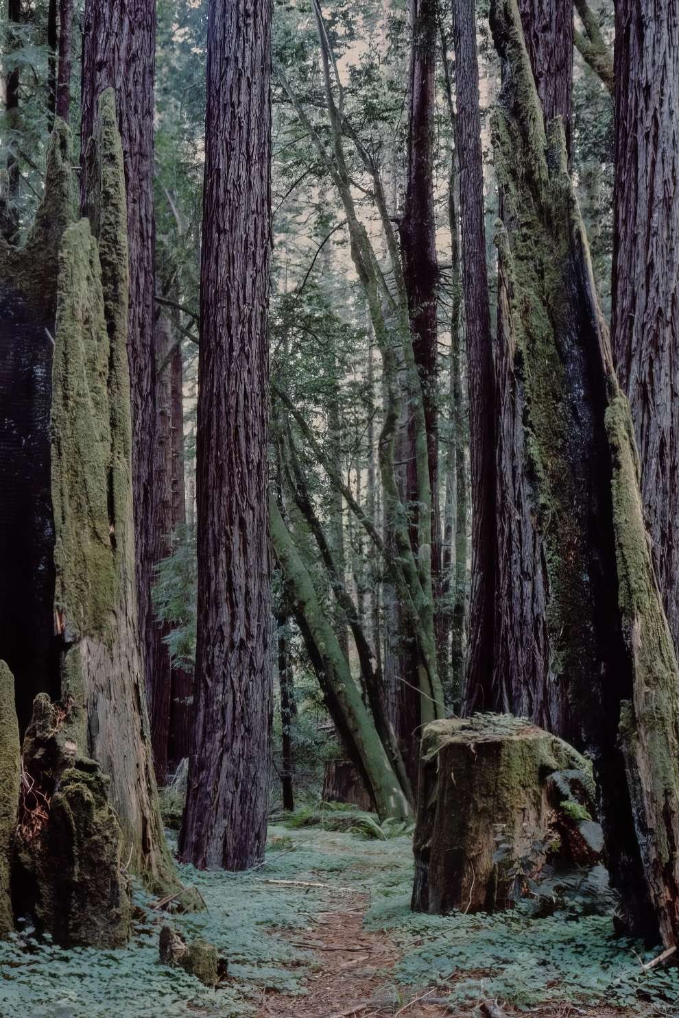 Yosemite National Park 1960s 5 