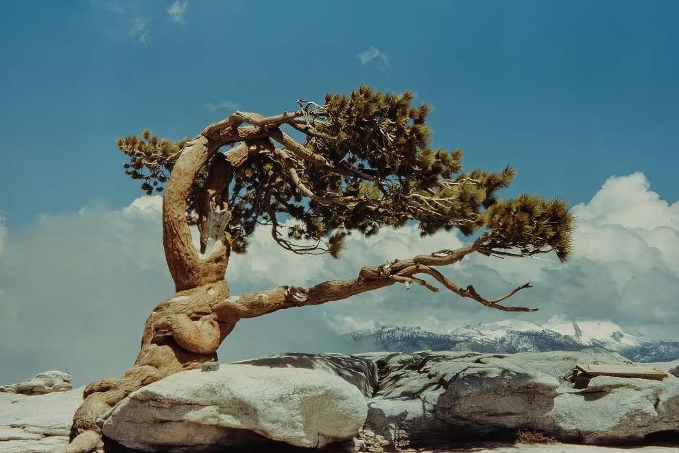 Yosemite National Park 1960s 10 