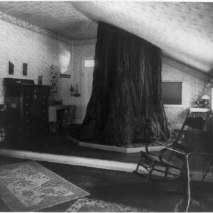 Big Tree Room 1