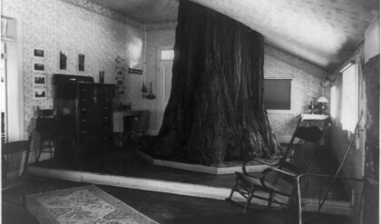 Big Tree Room 1