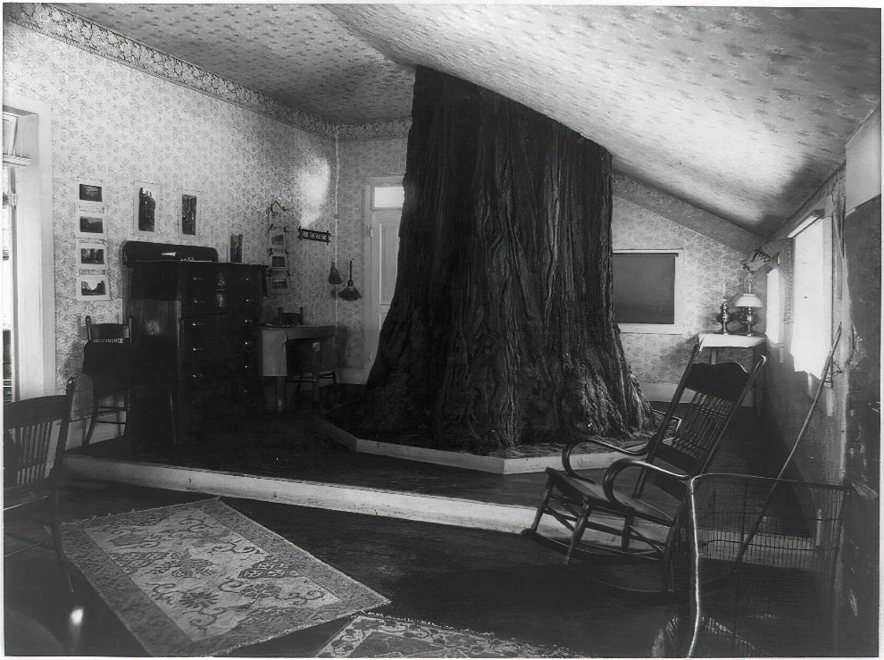 Big Tree Room 1