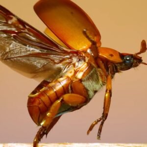 Joe Pera Narrates Mesmerizing Slow-Mo Beetle Flight Video