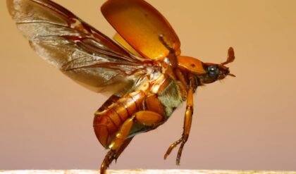Joe Pera Narrates Mesmerizing Slow-Mo Beetle Flight Video